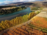 aerial;Aerial-drone;Aerial-drones;aerial-image;aerial-images;aerial-photo;aerial-photograph;aerial-photographs;aerial-photography;aerial-photos;aerial-view;aerial-views;aerials;autuminal;autumn;autumn-colour;autumn-colours;autumnal;Bannockburn;Central-Otago;color;colors;colour;colours;country;countryside;Cromwell;crop;crops;deciduous;Drone;Drones;emotely-operated-aircraft;fall;farm;farming;farmland;farms;field;fruit;fruit-tree;fruit-trees;gold;golden;horticulture;Kawarau-Arm;Kawarau-River;lake;Lake-Dunstan;lakes;leaf;leaves;N.Z.;New-Zealand;NZ;orange;orchard;orchards;Otago;poplar;poplar-tree;poplar-trees;poplars;Quadcopter;Quadcopters;remote-piloted-aircraft-systems;remotely-piloted-aircraft;remotely-piloted-aircrafts;river;rivers;ROA;row;rows;RPA;RPAS;rural;S.I.;season;seasonal;seasons;SI;South-Is;South-Island;Sth-Is;tree;trees;U.A.V.;UA;UAS;UAV;UAVs;Unmanned-aerial-vehicle;unmanned-aircraft;unpiloted-aerial-vehicle;unpiloted-aerial-vehicles;unpiloted-air-system;yellow