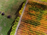 aerial;Aerial-drone;Aerial-drones;aerial-image;aerial-images;aerial-photo;aerial-photograph;aerial-photographs;aerial-photography;aerial-photos;aerial-view;aerial-views;aerials;autuminal;autumn;autumn-colour;autumn-colours;autumnal;Bannockburn;Central-Otago;color;colors;colour;colours;country;countryside;Cromwell;crop;crops;deciduous;Drone;Drones;emotely-operated-aircraft;fall;farm;farming;farmland;farms;field;fruit;fruit-tree;fruit-trees;gold;golden;horticulture;leaf;leaves;N.Z.;New-Zealand;NZ;orange;orchard;orchards;Otago;poplar;poplar-tree;poplar-trees;poplars;Quadcopter;Quadcopters;remote-piloted-aircraft-systems;remotely-piloted-aircraft;remotely-piloted-aircrafts;ROA;row;rows;RPA;RPAS;rural;S.I.;season;seasonal;seasons;SI;South-Is;South-Island;Sth-Is;tree;trees;U.A.V.;UA;UAS;UAV;UAVs;Unmanned-aerial-vehicle;unmanned-aircraft;unpiloted-aerial-vehicle;unpiloted-aerial-vehicles;unpiloted-air-system;yellow
