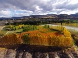 aerial;Aerial-drone;Aerial-drones;aerial-image;aerial-images;aerial-photo;aerial-photograph;aerial-photographs;aerial-photography;aerial-photos;aerial-view;aerial-views;aerials;autuminal;autumn;autumn-colour;autumn-colours;autumnal;Bannockburn;Central-Otago;color;colors;colour;colours;country;countryside;Cromwell;crop;crops;deciduous;Drone;Drones;emotely-operated-aircraft;fall;farm;farming;farmland;farms;field;fruit;fruit-tree;fruit-trees;gold;golden;horticulture;leaf;leaves;N.Z.;New-Zealand;NZ;orange;orchard;orchards;Otago;poplar;poplar-tree;poplar-trees;poplars;Quadcopter;Quadcopters;remote-piloted-aircraft-systems;remotely-piloted-aircraft;remotely-piloted-aircrafts;ROA;row;rows;RPA;RPAS;rural;S.I.;season;seasonal;seasons;SI;South-Is;South-Island;Sth-Is;tree;trees;U.A.V.;UA;UAS;UAV;UAVs;Unmanned-aerial-vehicle;unmanned-aircraft;unpiloted-aerial-vehicle;unpiloted-aerial-vehicles;unpiloted-air-system;yellow