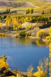 agricultural;agriculture;autuminal;autumn;Autumn-Colours;autumnal;Bannockburn-Inlet;boat;boats;cairnmuir-campground;campground;campgrounds;camping-ground;camping-grounds;Central-Otago;central-otago-vineyard;central-otago-vineyards;central-otago-wineries;central-otago-winery;color;colors;colour;colours;country;countryside;cromwell;crop;crops;cultivation;deciduous;fall;farm;farming;farmland;farms;field;fields;gold;golden;grape;grapes;grapevine;horticulture;kawarau-arm;lake;lake-dunstan;lakes;leaf;leaves;New-Zealand;poplar;poplar-tree;poplar-trees;poplars;row;rows;rural;south-island;speed-boat;speed-boats;tree;trees;vine;vines;vineyard;vineyards;vintage;water;wine;wineries;winery;wines;yellow