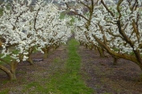 bloom;blooming;blooms;blossom;blossoming;blossoms;Central-Otago;crop;farm;farming;farms;flower;flowering;flowers;fruit-tree;fruit-trees;horticulture;N.Z.;New-Zealand;NZ;orchard;orchards;Otago;row;rows;Roxburgh;rural;S.I.;season;seasonal;seasons;SI;South-Is;South-Island;spring;spring-time;springtime;Sth-Is;white;white-blossom