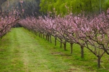 Alexandra;bloom;blooming;blooms;blossom;blossoming;blossoms;Central-Otago;crop;Earnscleugh;farm;farming;farms;flower;flowering;flowers;fruit-tree;fruit-trees;horticulture;N.Z.;New-Zealand;NZ;orchard;orchards;Otago;pink;pink-blossom;row;rows;rural;S.I.;season;seasonal;seasons;SI;South-Is;South-Island;spring;spring-time;springtime;Sth-Is