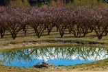 Alexandra;bloom;blooming;blooms;blossom;blossoming;blossoms;calm;Central-Otago;crop;dam;dams;farm;farming;farms;flower;flowering;flowers;fruit-tree;fruit-trees;horticulture;irrigation-dam;N.Z.;New-Zealand;NZ;orchard;orchards;Otago;placid;quiet;reflected;reflection;reflections;row;rows;rural;S.I.;season;seasonal;seasons;serene;SI;smooth;South-Is;South-Island;spring;spring-time;springtime;Sth-Is;still;tranquil;water