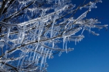 Alexandra;Central-Otago;crop;farm;farming;farms;frost-fighting;fruit-tree;fruit-trees;horticulture;ice;icicle;Icicles;icy;N.Z.;New-Zealand;NZ;orchard;orchard-tree;orchards;Otago;rural;S.I.;SI;South-Is;South-Island;spring;spring-time;spring_time;springtime;sprinklers;Sth-Is