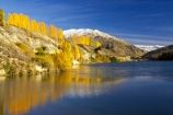 autuminal;autumn;autumnal;Bannockburn;Central-Otago;color;colors;colour;colours;cromwell;deciduous;fall;gold;golden;kawarau-arm;lake;Lake-Dunstan;lakes;leaf;leaves;Mount-Difficulty;Mt-Difficulty;Mt.-Difficulty;New-Zealand;poplar;poplar-tree;poplar-trees;poplars;reflection;reflections;snow;snowy;South-Island;tree;trees;water;yellow
