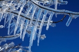 Alexandra;Central-Otago;crop;farm;farming;farms;frost-fighting;fruit-tree;fruit-trees;horticulture;ice;icicle;Icicles;icy;N.Z.;New-Zealand;NZ;orchard;orchard-tree;orchards;Otago;rural;S.I.;SI;South-Is;South-Island;spring;spring-time;spring_time;springtime;sprinklers;Sth-Is
