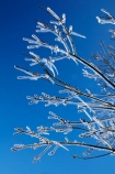 Alexandra;Central-Otago;crop;farm;farming;farms;frost-fighting;fruit-tree;fruit-trees;horticulture;ice;icicle;Icicles;icy;N.Z.;New-Zealand;NZ;orchard;orchard-tree;orchards;Otago;rural;S.I.;SI;South-Is;South-Island;spring;spring-time;spring_time;springtime;sprinklers;Sth-Is