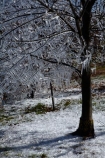 Alexandra;Central-Otago;crop;farm;farming;farms;frost-fighting;fruit-tree;fruit-trees;horticulture;ice;icicle;Icicles;icy;N.Z.;New-Zealand;NZ;orchard;orchard-tree;orchards;Otago;rural;S.I.;SI;South-Is;South-Island;spring;spring-time;spring_time;springtime;sprinklers;Sth-Is