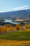 agricultural;agriculture;autuminal;autumn;autumn-colour;autumn-colours;autumnal;Bannockburn;Central-Otago;central-otago-vineyard;central-otago-vineyards;central-otago-wineries;central-otago-winery;color;colors;colour;colours;country;countryside;crop;crops;cultivation;deciduous;fall;farm;farming;farmland;farms;Felton-Rd;Felton-Road;field;fields;gold;golden;grape;grapes;grapevine;horticulture;Kawarau-Arm;Lake-Dunstan;leaf;leaves;Mount-Difficulty-Vineyard;Mount-Difficulty-Vineyards;Mount-Difficulty-Winery;Mount-Difficulty-Wines;Mt-Difficulty-Vineyard;Mt-Difficulty-Vineyards;Mt-Difficulty-Winery;Mt-Difficulty-Wines;Mt.-Difficulty-Vineyard;Mt.-Difficulty-Vineyards;Mt.-Difficulty-Winery;Mt.-Difficulty-Wines;N.Z.;near-Cromwell;New-Zealand;NZ;Otago;poplar;poplar-tree;poplar-trees;poplars;row;rows;rural;S.I.;season;seasonal;seasons;SI;South-Is.;South-Island;Sth-Is;Sth-Is.;tree;trees;vine;vines;vineyard;vineyards;vintage;wine;wineage;wineries;winery;wines;yellow