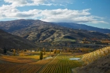 agricultural;agriculture;autuminal;autumn;autumn-colour;autumn-colours;autumnal;Bannockburn;Central-Otago;central-otago-vineyard;central-otago-vineyards;central-otago-wineries;central-otago-winery;color;colors;colour;colours;country;countryside;crop;crops;cultivation;deciduous;fall;farm;farming;farmland;farms;Felton-Rd-Vineyard;Felton-Rd-Vineyards;Felton-Rd-Wines;Felton-Road-Vineyard;Felton-Road-Vineyards;Felton-Road-Wines;field;fields;gold;golden;grape;grapes;grapevine;horticulture;leaf;leaves;N.Z.;near-Cromwell;New-Zealand;NZ;Otago;poplar;poplar-tree;poplar-trees;poplars;row;rows;rural;S.I.;season;seasonal;seasons;SI;South-Is.;South-Island;Sth-Is;Sth-Is.;tree;trees;vine;vines;vineyard;vineyards;vintage;wine;wineage;wineries;winery;wines;yellow