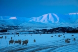 agricultural;agriculture;animal;animals;Aotearoa;Central-Otago;cold;Coldness;country;countryside;domestic-stock;ewes;Exterior;extreme-weather;farm;farm-animals;farming;farmland;farms;field;fields;flock;flocks;freeze;freezing;Hawkdun-Ra;Hawkdun-Range;herd;herds;high-country;hill;hills;Ida-Ra;Ida-Range;Ida-Valley;Idaburn;Landscape;Landscapes;livestock;mammal;mammals;Maniototo;meadow;meadows;mob;mobs;Mount-Ida;mountain;mountains;Mt-Ida;Mt.-Ida;N.Z.;natural;Nature;New-Zealand;NZ;Otago;Oturehua;Outdoor;Outdoors;Outside;paddock;paddocks;pasture;pastures;rural;S.I.;Scenic;Scenics;Season;Seasons;sheep;SI;snow;snowfall;snowy;snowy-hills;snowy-mountains;South-Is;South-Is.;South-Island;Sth-Is;stock;weather;white;winter;Wintertime;wintery;wintry