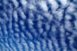 Aotearoa;autocumulus;autocumulus-undulatus;Bannockburn;blue;Central-Otago;cloud;clouds;cloudy;N.Z.;New-Zealand;NZ;Otago;ripple;ripple-cloud;rippled;ripples;S.I.;SI;skies;sky;South-Is;South-Island;Sth-Is;undulatus-cloud;undulatus-clouds;wave-cloud;weather
