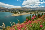 Central-Otago;Cromwell;flower;flowers;lake;Lake-Dunstan;lakes;N.Z.;New-Zealand;NZ;Otago;pink;S.I.;SI;snow;South-Is;South-Island;spring;spring-flowers;spring-time;springtime;Sth-Is;valerian-flowers;valerians