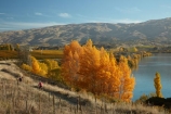 autuminal;autumn;autumn-colour;autumn-colours;autumnal;Carrick-Range;Central-Otago;color;colors;colour;colours;Cromwell;cycle-track;cycle-trail;cycleway;cyclist;deciduous;fall;gold;golden;Kawarau-Arm;lake;Lake-Dunstan;Lake-Dunstan-Cycle-Track;Lake-Dunstan-Cycle-Trail;Lake-Dunstan-Cycleway;Lake-Dunstan-Track;Lake-Dunstan-Trail;lakes;leaf;leaves;N.Z.;New-Zealand;NZ;Otago;S.I.;season;seasonal;seasons;SI;South-Is;South-Island;Sth-Is;track;tracks;trail;trails;tree;trees;yellow