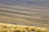 back-country;backcountry;Central-Otago;Garvie-Mountains;high-altitude;high-country;highcountry;highlands;N.Z.;New-Zealand;NZ;Old-Woman-Range;Otago;remote;remoteness;S.I.;SI;South-Island;tussock;tussock-grass;tussocks;uplands