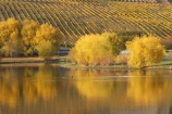 agricultural;agriculture;autuminal;autumn;autumn-colour;autumn-colours;autumnal;Bannockburn;Bannockburn-Inlet;calm;Central-Otago;central-otago-vineyard;central-otago-vineyards;central-otago-wineries;central-otago-winery;color;colors;colour;colours;country;countryside;crop;crops;cultivation;deciduous;fall;farm;farming;farmland;farms;field;fields;golden;grape;grapes;grapevine;horticulture;lake;Lake-Dunstan;lakes;leaf;leaves;N.Z.;new-zealand;NZ;Otago;placid;quiet;reflection;reflections;row;rows;rural;S.I.;season;seasonal;seasons;serene;SI;smooth;South-Island;still;tranquil;tree;trees;vine;vines;vineyard;vineyards;vintage;water;willow;willow-tree;willow-trees;willows;wineage;wineries;winery;wines;yellow