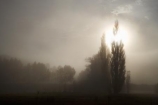 Central-Otago;fog;foggy;fogs;Lowburn;mist;mists;misty;N.Z.;New-Zealand;NZ;Otago;poplar;poplar-tree;poplar-trees;poplars;S.I.;SI;South-Island