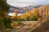 agricultural;agriculture;autuminal;autumn;autumn-colour;autumn-colours;autumnal;Central-Otago;central-otago-vineyard;central-otago-vineyards;central-otago-wineries;central-otago-winery;color;colors;colour;colours;country;countryside;crop;crops;cultivation;deciduous;fall;farm;farming;farmland;farms;field;fields;grape;grapes;grapevine;horticulture;leaf;leaves;Lowburn;meadow;meadows;N.Z.;new-zealand;NZ;Otago;paddock;paddocks;pasture;pastures;poplar;poplar-tree;poplar-trees;poplars;row;rows;rural;S.I.;season;seasonal;seasons;SI;south-island;tree;trees;vine;vines;vineyard;vineyards;vintage;wineage;wineries;winery;wines