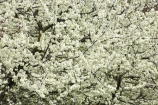 bloom;blooming;blooms;blossom;blossoming;blossoms;Central-Otago;country;countryside;crop;crops;farm;farming;farmland;farms;field;flower;flowers;fresh;fruit;fruit-tree;fruit-trees;grow;growth;horticulture;N.Z.;New-Zealand;NZ;orchard;orchards;Otago;renew;row;rows;rural;S.I.;season;seasonal;seasons;SI;South-Is.;South-Island;spring;springtime;tree;trees;white;white-blossom