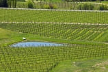 agricultural;agriculture;Bannockburn;Central-Otago;central-otago-vineyard;central-otago-vineyards;central-otago-wineries;central-otago-winery;country;countryside;Cromwell;crop;crops;cultivation;farm;farming;farmland;farms;Felton-Road-Vineyard;Felton-Road-Wines;field;fields;grape;grapes;grapevine;horticulture;N.Z.;new-zealand;NZ;Otago;row;rows;rural;S.I.;SI;South-Is.;south-island;vine;vines;vineyard;vineyards;vintage;wineage;wineries;winery;wines