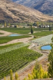 agricultural;agriculture;Bannockburn;Central-Otago;central-otago-vineyard;central-otago-vineyards;central-otago-wineries;central-otago-winery;country;countryside;Cromwell;crop;crops;cultivation;farm;farming;farmland;farms;Felton-Road-Vineyard;Felton-Road-Wines;field;fields;grape;grapes;grapevine;horticulture;N.Z.;new-zealand;NZ;Otago;row;rows;rural;S.I.;SI;South-Is.;south-island;vine;vines;vineyard;vineyards;vintage;wineage;wineries;winery;wines