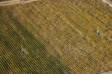 aerial;aerial-photo;aerial-photograph;aerial-photographs;aerial-photography;aerial-photos;aerial-view;aerial-views;aerials;agricultural;agriculture;autuminal;autumn;autumn-colour;autumn-colours;autumnal;Bannockburn;Central-Otago;central-otago-vineyard;central-otago-vineyards;central-otago-wineries;central-otago-winery;color;colors;colour;colours;country;countryside;crop;crops;cultivation;deciduous;fall;farm;farming;farmland;farms;field;fields;grape;grapes;grapevine;horticulture;Mount-Difficulty-Vineyard;Mount-Difficulty-Vineyards;Mount-Difficulty-Winery;Mount-Difficulty-Wines;Mt-Difficulty-Vineyard;Mt-Difficulty-Vineyards;Mt-Difficulty-Winery;Mt-Difficulty-Wines;Mt.-Difficulty-Vineyard;Mt.-Difficulty-Vineyards;Mt.-Difficulty-Winery;Mt.-Difficulty-Wines;N.Z.;New-Zealand;NZ;Otago;row;rows;rural;S.I.;season;seasonal;seasons;SI;South-Is.;south-island;tree;trees;vine;vines;vineyard;vineyards;vintage;wind-machine;wind-machines;wineage;wineries;winery;wines