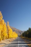 autuminal;autumn;autumn-colour;autumn-colours;autumnal;blue;Central-Otago;centre-line;centre-lines;centre_line;centre_lines;centreline;centrelines;color;colors;colour;colours;Cromwell;deciduous;driving;fall;golden;highway;highways;line;N.Z.;New-Zealand;NZ;open-road;open-roads;Otago;Pearson-Road;poplar;poplar-tree;poplar-trees;poplars;road;road-trip;roads;S.I.;season;seasonal;seasons;SI;South-Is.;South-Island;straight;transport;transportation;travel;traveling;travelling;tree;trees;trip;yellow