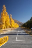 autuminal;autumn;autumn-colour;autumn-colours;autumnal;blue;Central-Otago;centre-line;centre-lines;centre_line;centre_lines;centreline;centrelines;color;colors;colour;colours;Cromwell;deciduous;driving;fall;golden;highway;highways;line;N.Z.;New-Zealand;NZ;open-road;open-roads;Otago;Pearson-Road;poplar;poplar-tree;poplar-trees;poplars;queenstown;road;road-sign;road-trip;roads;S.I.;season;seasonal;seasons;SI;South-Is.;South-Island;straight;transport;transportation;travel;traveling;travelling;tree;trees;trip;yellow