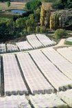 crop;crops;cultivation;farm;farming;farms;field;fields;grape;grapes;grapevine;horticulture;net;nets;netting;row;rows;rural;vine;vines;vineyard;vineyards;vintage;wine;wineries;winery;wines