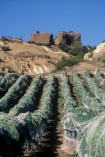 color;colors;colour;colours;crop;crops;cultivation;errosion;farm;farming;farms;field;fields;goldrush;grape;grapes;grapevine;green;horticulture;net;nets;netting;row;rows;rural;sluice;sluicing;vine;vines;vineyard;vineyards;vintage;wine;wineries;winery;wines