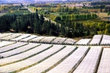 crop;crops;cultivation;farm;farming;farms;field;fields;grape;grapes;grapevine;horticulture;net;nets;netting;row;rows;rural;vine;vines;vineyard;vineyards;vintage;wine;wineries;winery;wines