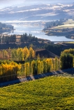 autumn;color;colors;colours;crop;crops;cultivation;fall;farm;farming;farms;field;fields;grape;grapes;grapevine;horticulture;leaf;leaves;poplar;poplar-tree;poplar-trees;poplars;rural;tree;trees;vine;vines;vineyard;vineyards;vintage;wine;wineries;winery;wines;yellow