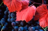 Central-Otago-vineyards;color;colors;colour;colours;crop;crops;cultivation;grape;grapes;grapevine;harvest;harvested;harvesting;horticulture;leaf;leaves;purple;red;rural;vine;vines;vineyard;vineyards;vintage;wine;wineries;winery;wines