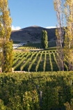 agricultural;agriculture;autumn;Bannockburn;Central-Otago;country;countryside;crop;crops;cultivation;fall;farm;farming;farmland;farms;Felton-Road-Vineyard;field;fields;grape;grapes;grapevine;horticulture;New-Zealand;poplar;poplar-tree;poplar-trees;poplars;row;rows;rural;season;seasonal;seasons;South-Island;tree;trees;vine;vines;vineyard;vineyards;vintage;wine;wineries;winery;wines