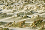 agricultural;agriculture;autumn;Bannockburn;bird-net;bird-nets;bird-netting;Central-Otago;country;countryside;crop;crops;cultivation;fall;farm;farming;farmland;farms;field;fields;grape;grapes;grapevine;horticulture;Mt-Difficulty-Vineyard;net;Nets;netting;New-Zealand;protection;row;rows;rural;South-Island;vine;vines;vineyard;vineyards;vintage;wine;wineries;winery;wines