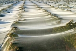 agricultural;agriculture;autumn;Bannockburn;bird-net;bird-nets;bird-netting;Central-Otago;country;countryside;crop;crops;cultivation;fall;farm;farming;farmland;farms;field;fields;grape;grapes;grapevine;horticulture;Mt-Difficulty-Vineyard;net;Nets;netting;New-Zealand;protection;row;rows;rural;South-Island;vine;vines;vineyard;vineyards;vintage;wine;wineries;winery;wines