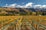 agricultural;agriculture;autumn;Central-Otago;country;countryside;Cromwell;crop;crops;cultivation;fall;farm;farming;farmland;farms;field;fields;golden;grape;grapes;grapevine;horticulture;mountain;New-Zealand;pisa-mountains;Pisa-Range;row;rows;rural;season;seasonal;seasons;South-Island;vine;vines;vineyard;vineyards;vintage;wine;wineries;winery;wines;Wooing-Tree-Vineyard;yellow