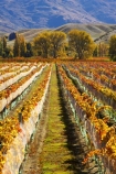 agricultural;agriculture;autuminal;autumn;autumnal;bird-nets;bird-netting;Central-Otago;central-otago-vineyard;central-otago-vineyards;central-otago-wineries;central-otago-winery;color;colors;colour;colours;country;countryside;cromwell;crop;crops;cultivation;deciduous;fall;farm;farming;farmland;farms;field;fields;gold;golden;grape;grapes;grapevine;horticulture;leaf;leaves;net;nets;netting;New-Zealand;pisa-range;row;rows;rural;south-island;tree;trees;vine;vines;vineyard;vineyards;vintage;wine;wineries;winery;wines;Wooing-Tree-Vineyard;yellow