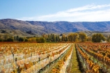 agricultural;agriculture;autuminal;autumn;autumnal;bird-nets;bird-netting;Central-Otago;central-otago-vineyard;central-otago-vineyards;central-otago-wineries;central-otago-winery;color;colors;colour;colours;country;countryside;cromwell;crop;crops;cultivation;deciduous;fall;farm;farming;farmland;farms;field;fields;gold;golden;grape;grapes;grapevine;horticulture;leaf;leaves;net;nets;netting;New-Zealand;pisa-range;row;rows;rural;south-island;tree;trees;vine;vines;vineyard;vineyards;vintage;wine;wineries;winery;wines;Wooing-Tree-Vineyard;yellow