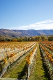 agricultural;agriculture;autuminal;autumn;autumnal;bird-nets;bird-netting;Central-Otago;central-otago-vineyard;central-otago-vineyards;central-otago-wineries;central-otago-winery;color;colors;colour;colours;country;countryside;cromwell;crop;crops;cultivation;deciduous;fall;farm;farming;farmland;farms;field;fields;gold;golden;grape;grapes;grapevine;horticulture;leaf;leaves;net;nets;netting;New-Zealand;pisa-range;row;rows;rural;south-island;tree;trees;vine;vines;vineyard;vineyards;vintage;wine;wineries;winery;wines;Wooing-Tree-Vineyard;yellow