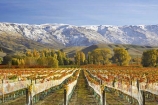 agricultural;agriculture;autuminal;autumn;autumnal;bird-nets;bird-netting;Central-Otago;central-otago-vineyard;central-otago-vineyards;central-otago-wineries;central-otago-winery;color;colors;colour;colours;country;countryside;cromwell;crop;crops;cultivation;deciduous;fall;farm;farming;farmland;farms;field;fields;gold;golden;grape;grapes;grapevine;horticulture;leaf;leaves;net;nets;netting;New-Zealand;pisa-range;poplar;poplar-tree;poplar-trees;poplars;row;rows;rural;snow;snowy;south-island;tree;trees;vine;vines;vineyard;vineyards;vintage;willow;willow-tree;willow-trees;willows;wine;wineries;winery;wines;Wooing-Tree-Vineyard;yellow