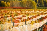 agricultural;agriculture;autuminal;autumn;autumnal;bird-nets;bird-netting;Central-Otago;central-otago-vineyard;central-otago-vineyards;central-otago-wineries;central-otago-winery;color;colors;colour;colours;country;countryside;cromwell;crop;crops;cultivation;deciduous;fall;farm;farming;farmland;farms;field;fields;gold;golden;grape;grapes;grapevine;horticulture;leaf;leaves;net;nets;netting;New-Zealand;poplar;poplar-tree;poplar-trees;poplars;row;rows;rural;South-Island;tree;trees;vine;vines;vineyard;vineyards;vintage;willow;willow-tree;willow-trees;willows;wine;wineries;winery;wines;Wooing-Tree-Vineyard;yellow
