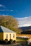 agricultural;agriculture;autuminal;autumn;autumnal;Bannockburn;bird-net;bird-nets;bird-netting;building;buildings;Central-Otago;central-otago-vineyard;central-otago-vineyards;central-otago-wineries;central-otago-winery;color;colors;colour;colours;country;countryside;Cromwell;crop;crops;cultivation;deciduous;Domain-Rd-Vineyard;Domain-Road-Vineyard;fall;farm;farming;farmland;farms;grape;grapes;grapevine;heritage;historic;historic-building;historic-buildings;historical;historical-building;historical-buildings;history;horticulture;leaf;leaves;N.Z.;net;nets;netting;New-Zealand;NZ;old;Otago;Pinot-Noir;rural;season;seasonal;seasons;South-Island;tradition;traditional;tree;trees;vine;vines;vineyard;vineyards;vintage;wineage;wineries;winery;wines;yellow