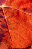 agricultural;agriculture;autuminal;autumn;autumnal;Bannockburn;Central-Otago;central-otago-vineyard;central-otago-vineyards;central-otago-wineries;central-otago-winery;close-up;close_up;closeup;color;colors;colour;colours;country;countryside;Cromwell;crop;crops;cultivation;deciduous;detail;distribution;Domain-Rd-Vineyard;Domain-Road-Vineyard;fall;farm;farming;farmland;farms;foliage;grape;grapes;grapevine;horticulture;leaf;leaves;line;lines;N.Z.;New-Zealand;NZ;orange;Otago;Pinot-Noir;red;rural;season;seasonal;seasons;South-Island;texture;vein;veins;vine;vines;vineyard;vineyards;vintage;wineage;wineries;winery;wines
