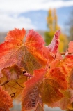 agricultural;agriculture;autuminal;autumn;autumnal;Bannockburn;Central-Otago;central-otago-vineyard;central-otago-vineyards;central-otago-wineries;central-otago-winery;close-up;close_up;closeup;color;colors;colour;colours;country;countryside;Cromwell;crop;crops;cultivation;deciduous;detail;Domain-Rd-Vineyard;Domain-Road-Vineyard;fall;farm;farming;farmland;farms;foliage;grape;grapes;grapevine;horticulture;leaf;leaves;line;lines;N.Z.;New-Zealand;NZ;orange;Otago;Pinot-Noir;red;rural;season;seasonal;seasons;South-Island;texture;vein;veins;vine;vines;vineyard;vineyards;vintage;wineage;wineries;winery;wines