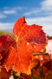 agricultural;agriculture;autuminal;autumn;autumnal;Bannockburn;Central-Otago;central-otago-vineyard;central-otago-vineyards;central-otago-wineries;central-otago-winery;close-up;close_up;closeup;color;colors;colour;colours;country;countryside;Cromwell;crop;crops;cultivation;deciduous;detail;Domain-Rd-Vineyard;Domain-Road-Vineyard;fall;farm;farming;farmland;farms;foliage;grape;grapes;grapevine;horticulture;leaf;leaves;line;lines;N.Z.;New-Zealand;NZ;orange;Otago;Pinot-Noir;red;rural;season;seasonal;seasons;South-Island;texture;vein;veins;vine;vines;vineyard;vineyards;vintage;wineage;wineries;winery;wines