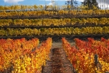 agricultural;agriculture;autuminal;autumn;autumn-colour;autumn-colours;autumnal;Central-Otago;central-otago-vineyard;central-otago-vineyards;central-otago-wineries;central-otago-winery;color;colors;colour;colours;country;countryside;Cromwell;crop;crops;cultivation;deciduous;fall;farm;farming;farmland;farms;field;fields;grape;grapes;grapevine;horticulture;leaf;leaves;N.Z.;new-zealand;NZ;orange;row;rows;rural;S.I.;season;seasonal;seasons;SI;South-Island;tree;trees;vine;vines;vineyard;vineyards;vintage;wineage;wineries;winery;wines