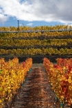 agricultural;agriculture;autuminal;autumn;autumn-colour;autumn-colours;autumnal;Central-Otago;central-otago-vineyard;central-otago-vineyards;central-otago-wineries;central-otago-winery;color;colors;colour;colours;country;countryside;Cromwell;crop;crops;cultivation;deciduous;fall;farm;farming;farmland;farms;field;fields;grape;grapes;grapevine;horticulture;leaf;leaves;N.Z.;new-zealand;NZ;orange;row;rows;rural;S.I.;season;seasonal;seasons;SI;South-Island;tree;trees;vine;vines;vineyard;vineyards;vintage;wineage;wineries;winery;wines