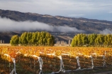 agricultural;agriculture;autuminal;autumn;autumn-colour;autumn-colours;autumnal;Central-Otago;central-otago-vineyard;central-otago-vineyards;central-otago-wineries;central-otago-winery;color;colors;colour;colours;country;countryside;crop;crops;cultivation;deciduous;fall;farm;farming;farmland;farms;field;fields;golden;grape;grapes;grapevine;horticulture;leaf;leaves;N.Z.;New-Zealand;NZ;Otago;Pisa-Valley;row;rows;rural;S.I.;season;seasonal;seasons;SI;Silver-Tussock-Vineyard;south-island;tree;trees;vine;vines;vineyard;vineyards;vintage;willow;willow-tree;willow-trees;willows;wineage;wineries;winery;wines;yellow