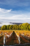 agricultural;agriculture;autuminal;autumn;autumn-colour;autumn-colours;autumnal;Central-Otago;central-otago-vineyard;central-otago-vineyards;central-otago-wineries;central-otago-winery;color;colors;colour;colours;country;countryside;crop;crops;cultivation;deciduous;fall;farm;farming;farmland;farms;field;fields;golden;grape;grapes;grapevine;horticulture;leaf;leaves;N.Z.;New-Zealand;NZ;Otago;Pisa-Valley;row;rows;rural;S.I.;season;seasonal;seasons;SI;Silver-Tussock-Vineyard;south-island;tree;trees;vine;vines;vineyard;vineyards;vintage;willow;willow-tree;willow-trees;willows;wineage;wineries;winery;wines;yellow